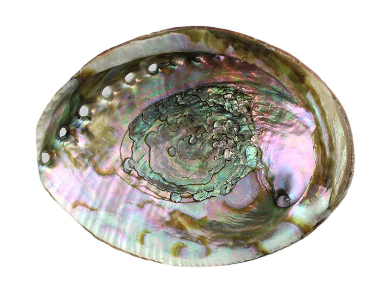 Grüne Abalone Ohrmuschel mittel 14 cm