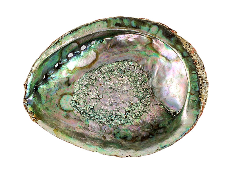 Abalonen Muschel groß 16 cm