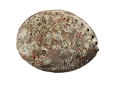 Grüne Abalone Ohrmuschel mittel 14 cm